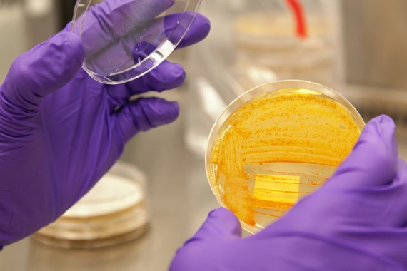 Laboratory technician handling petri dishes