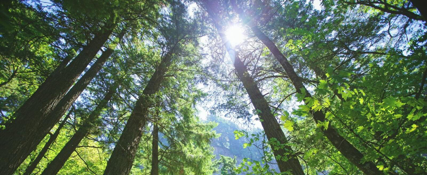 Trees in a forest