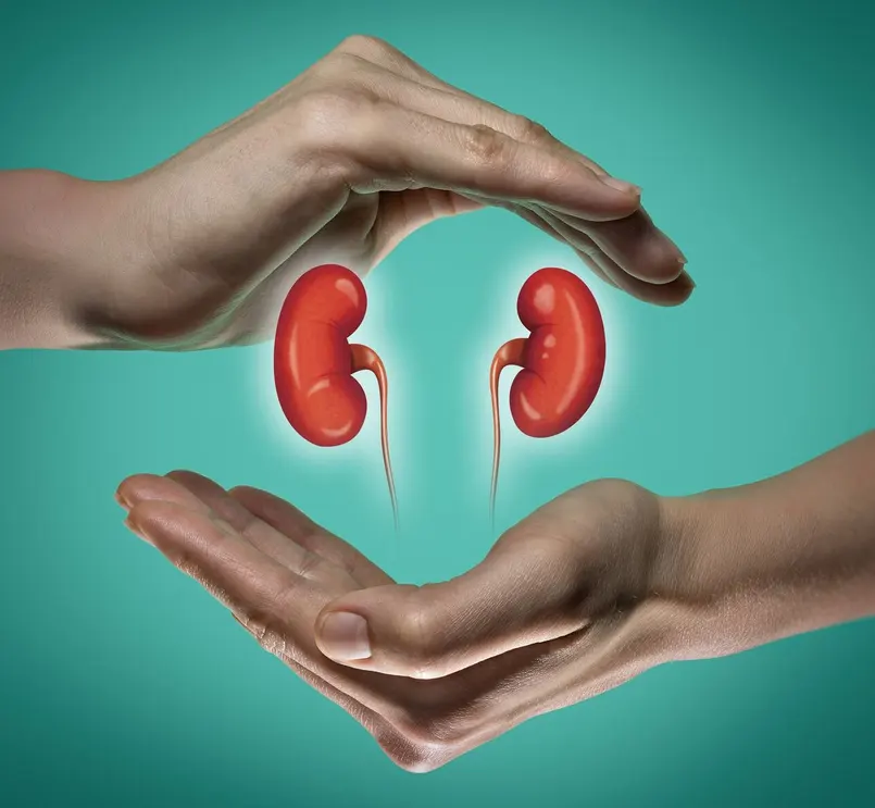 Imagen ilustrativa cómo cuidar los riñones