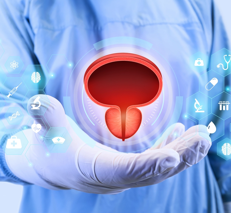 Qué es la próstata: anatomía, función y cambios con la edad