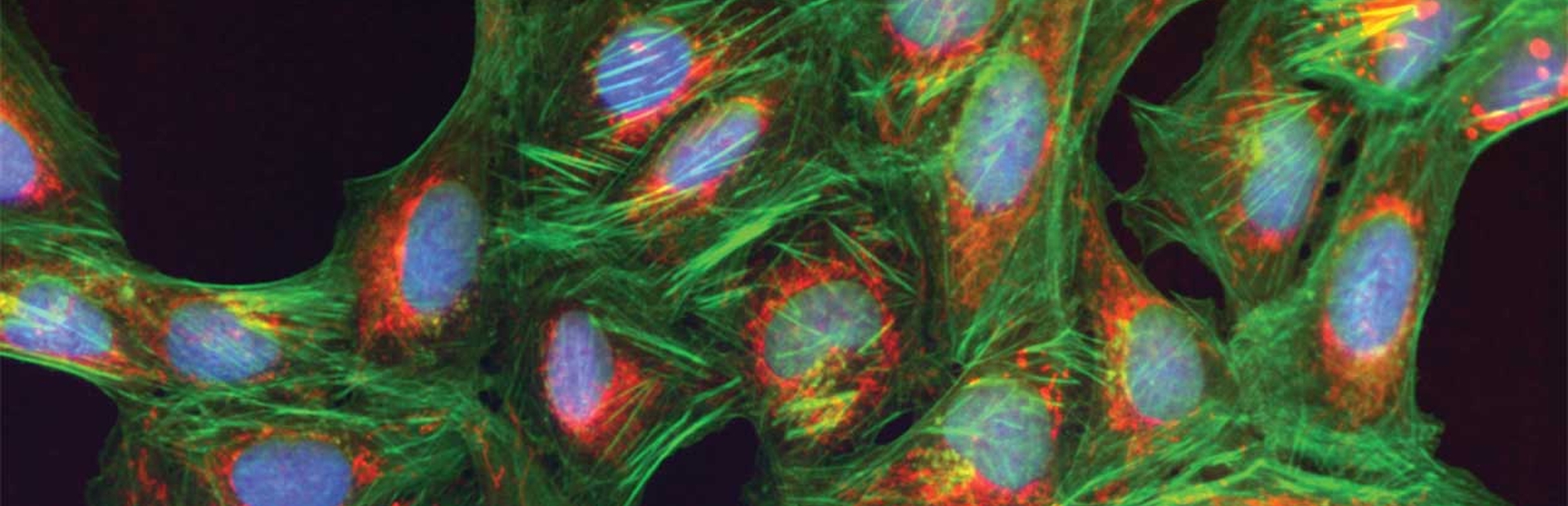 Personalisierte Medizin für kranke Gene