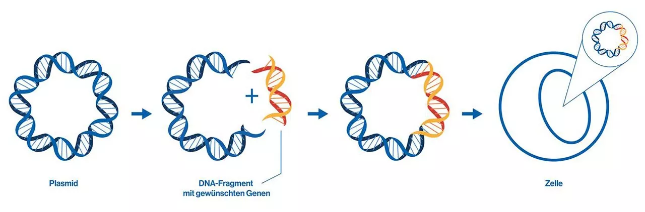 Biotechnologisch lassen sich mit Plasmiden bestimmte Gene in großen Mengen herstellen.