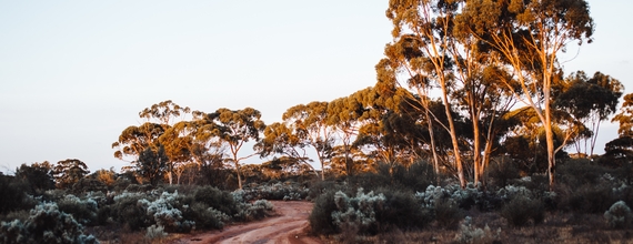 Trees