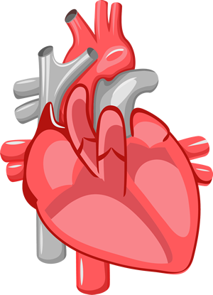 Illustration of a heart