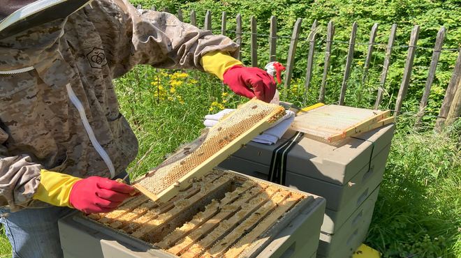 Beekeeper and hive