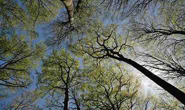 Екологична устойчивост