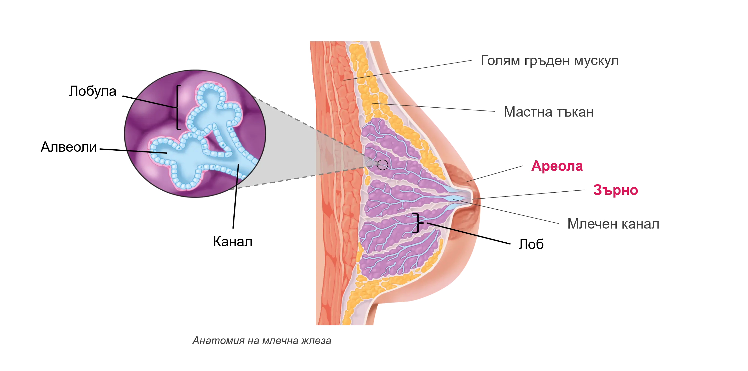 breast cancer anatomy