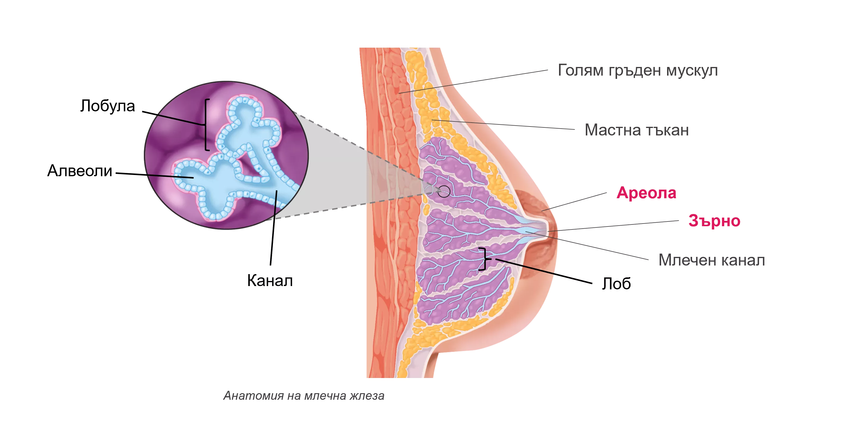 breast cancer anatomy