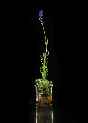 Die Heilpflanze Echter Lavendel