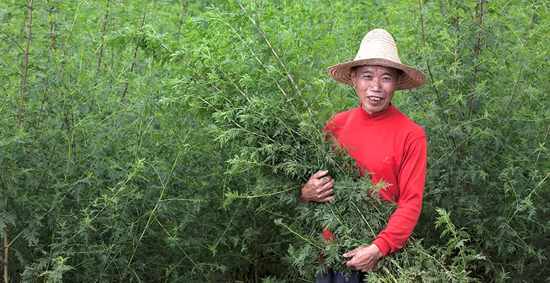 Novartis arbeitet in China mit rund 100.000 Farmern zusammen, die Süssen Wermut (artemisia annua) anbauen.