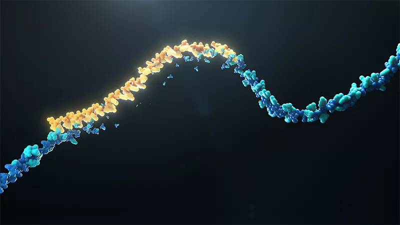Ein RNA Strang fokussiert sich auf eine Zielsequenz und löscht diese.