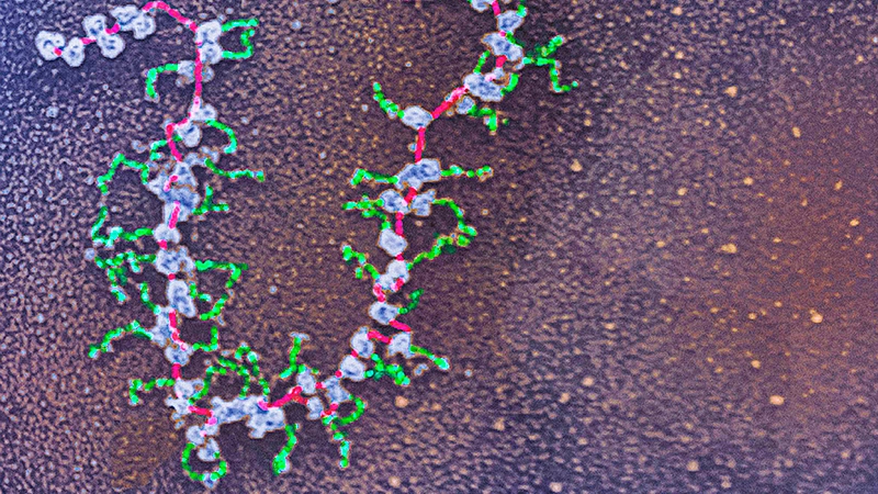 Detailaufnahme der Proteinherstellung durch mRNA