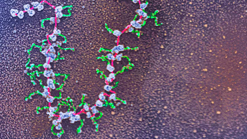 Detailaufnahme der Proteinherstellung durch mRNA