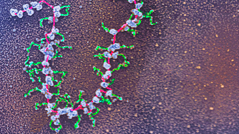 Detailaufnahme der Proteinherstellung durch mRNA