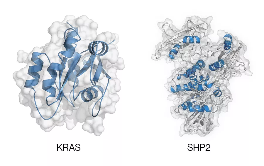 Darstellungen der Proteine KRAS und SHP2