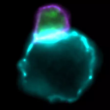 Eine CAR-T Zelle (violett) dockt an eine Krebszelle (blau) an / Une cellule CAR-T (violette) se fixe à une cellule cancéreuse (bleue)