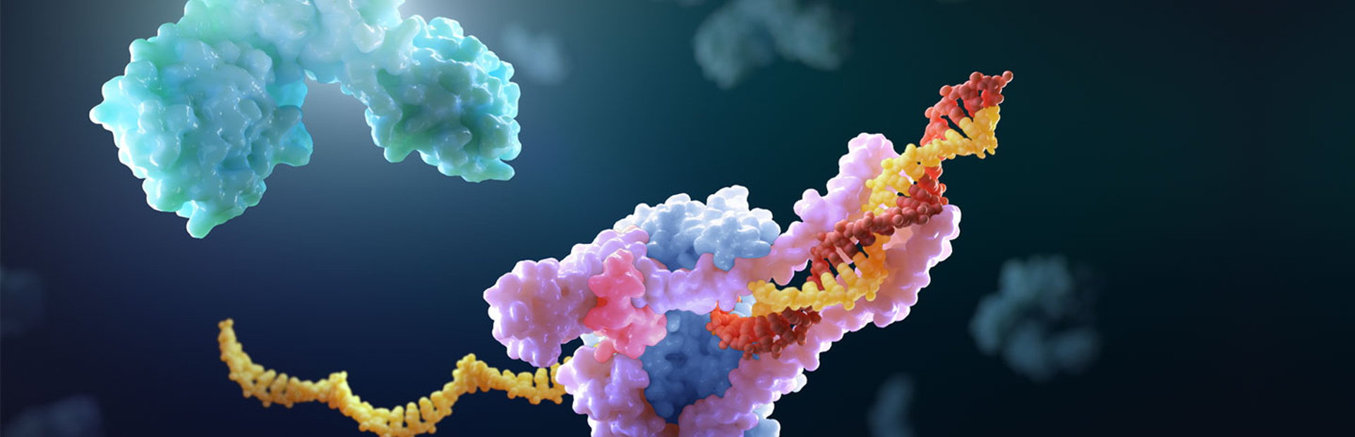 Visualisation du coronavirus en train de se reproduire
