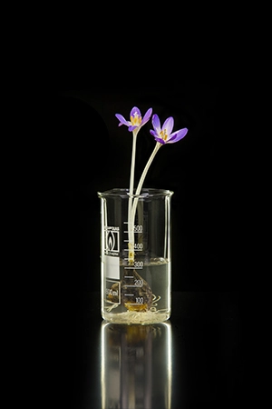 Colchique d&rsquo;automne