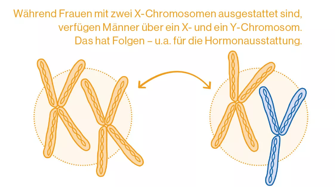 XX und XY Chromosomen