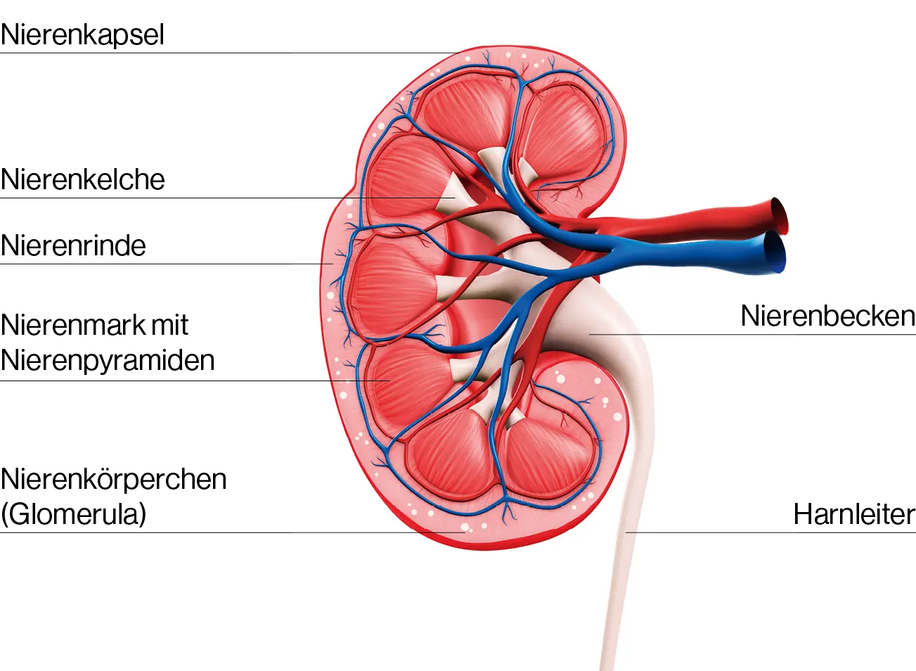Schematische Darstellung einer Niere