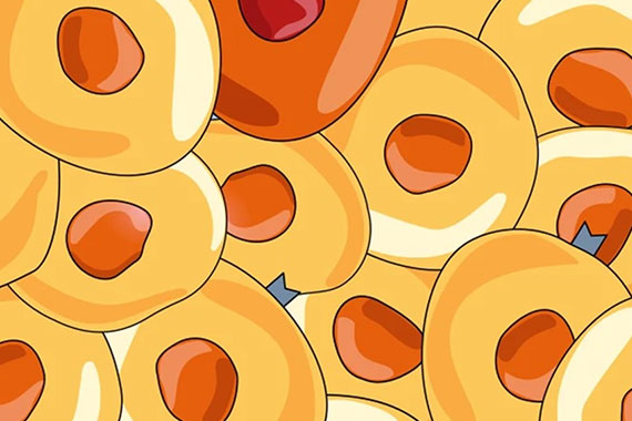 Illustration vieler gelber Zellen mit orangefarbenen Zellkernen