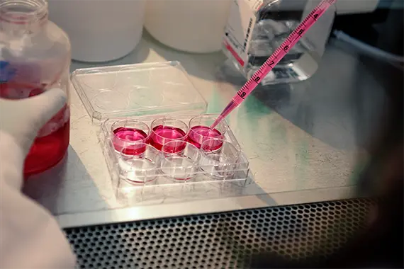 Labormitarbeiter handhabt rosa Reagenzgläser mit einer Pipette