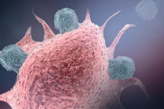 t cells image_1