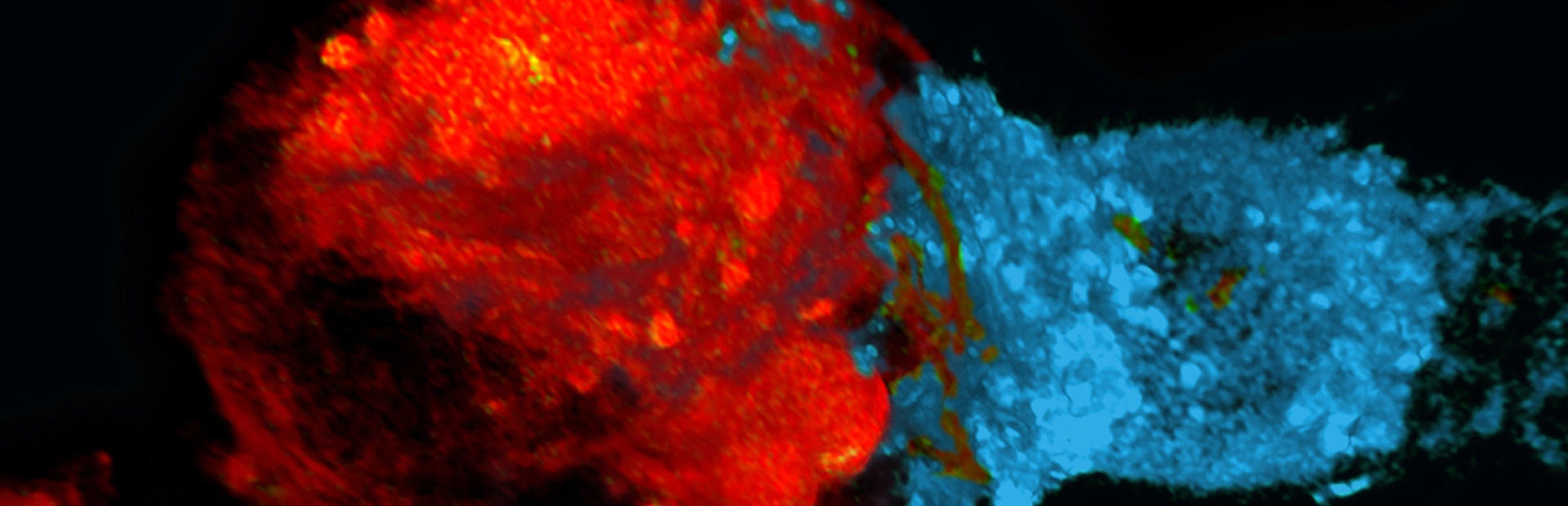 Cell and gene banner up3