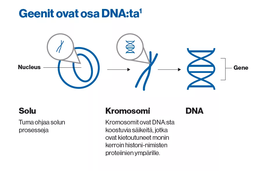 Geenit ovat osa DNAta