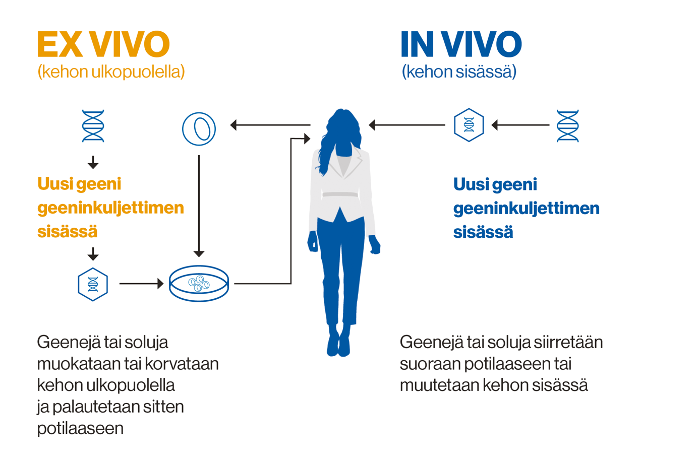 Ex vivo in vivo