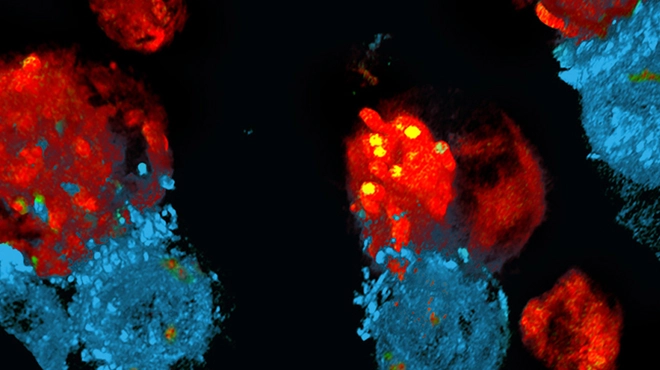 Cell and gene header banner