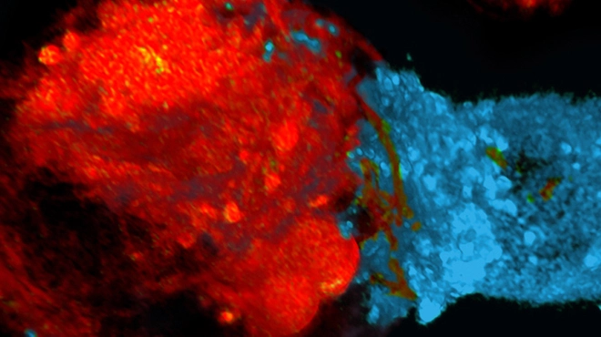 Cell and gene banner up3