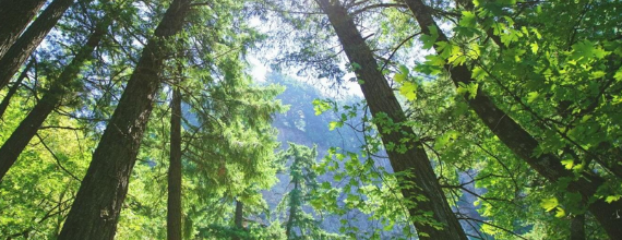 Responsabilité environnementale