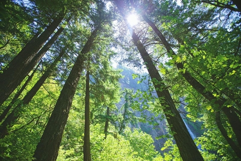 Trees in a forest