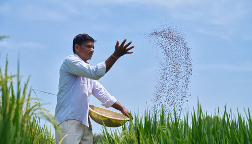 Farmer sowing seeds in the field