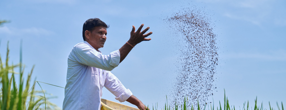 Farmer sowing seeds in the field