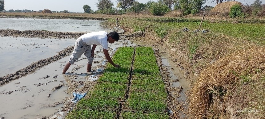 A paddy sri nursery