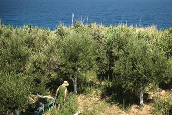 Landscape of trees
