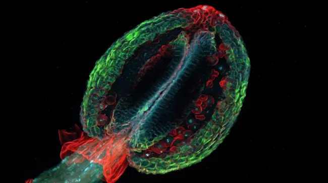 현미경 스캔을 통해 본 애기장대(위) 이미지 저작권자: 하이티 페이브즈(Heiti Paves)