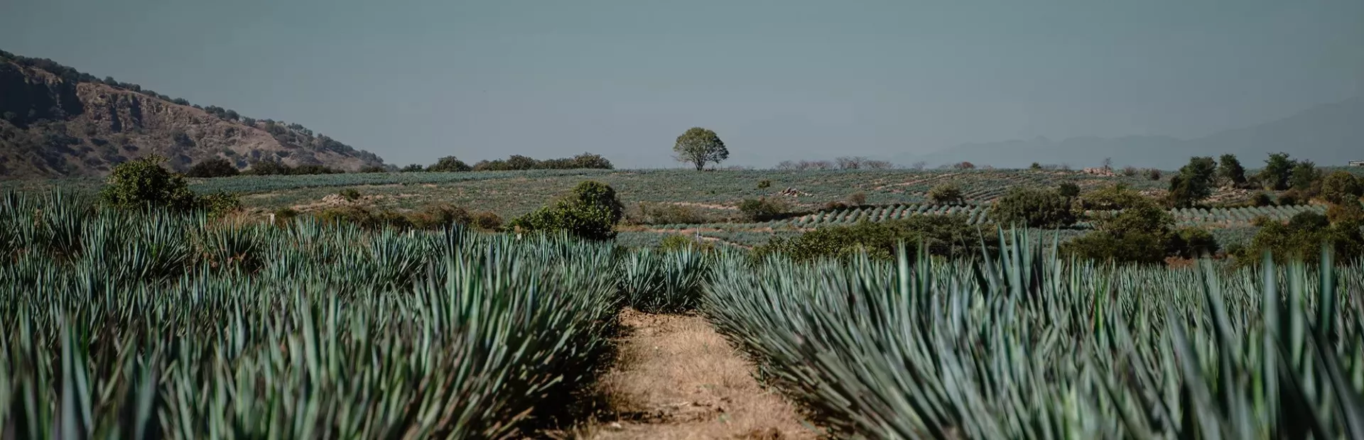 Imagen panorámica de campo de agave en México