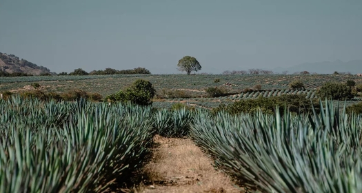 Imagen panorámica de campo de agave en México