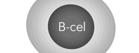 Illustratie van een B-cel