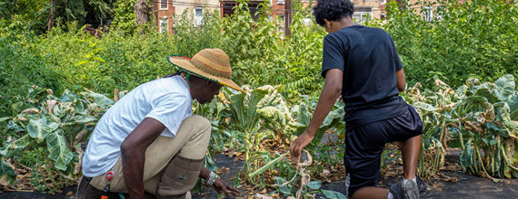 Medewerkers van een buurtmoestuin verzorgen planten in een stadstuin