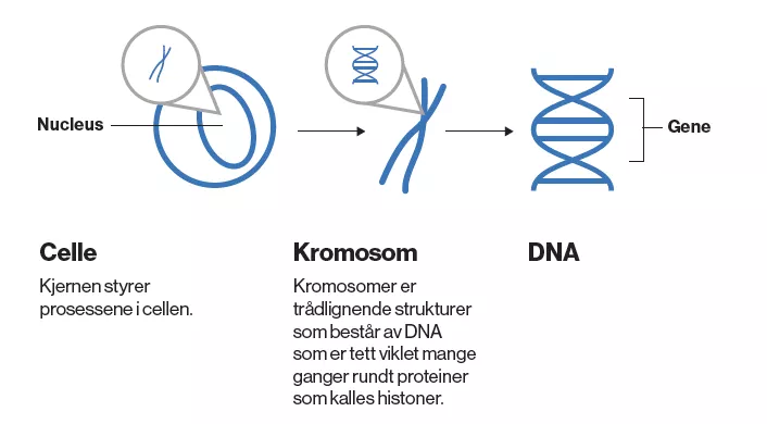Celle Kromosom DNA