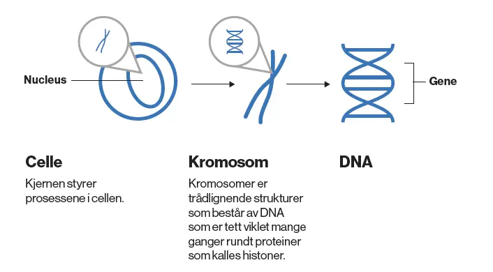 Celle Kromosom DNA