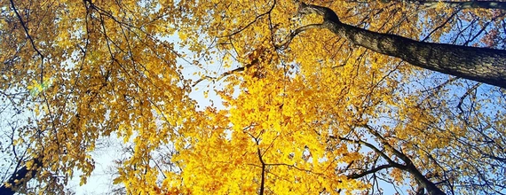 Widok jesiennego nieba przez drzewa