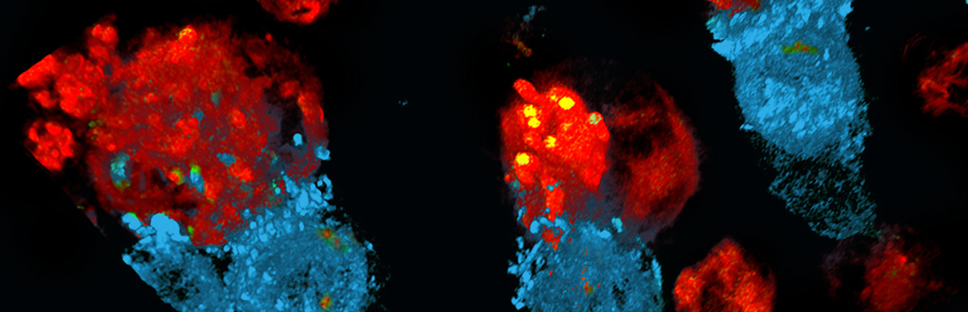 Cell och genterapier. Illustration.