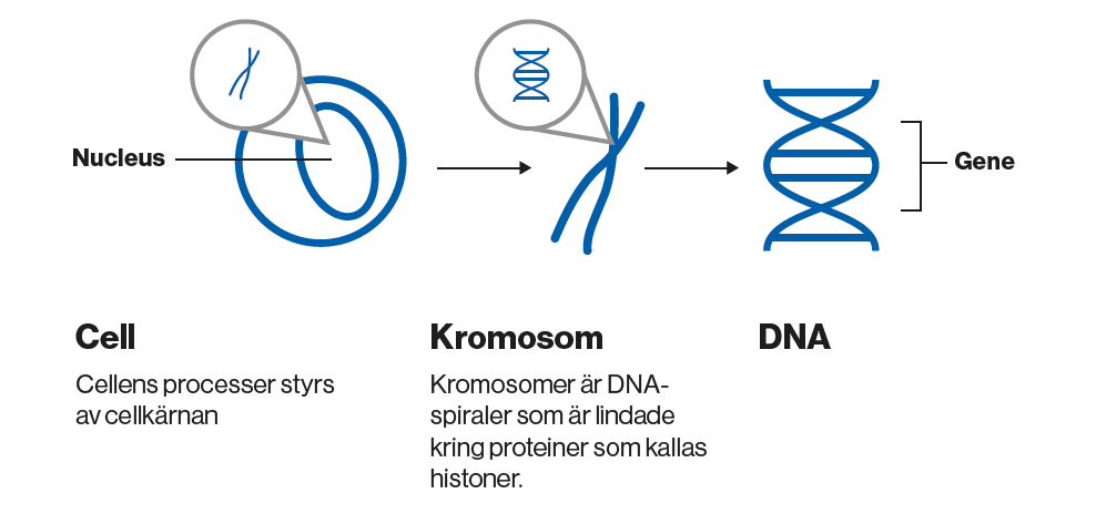 Tabell som förklarar begreppen cell, kromosom och DNA. Illustration.