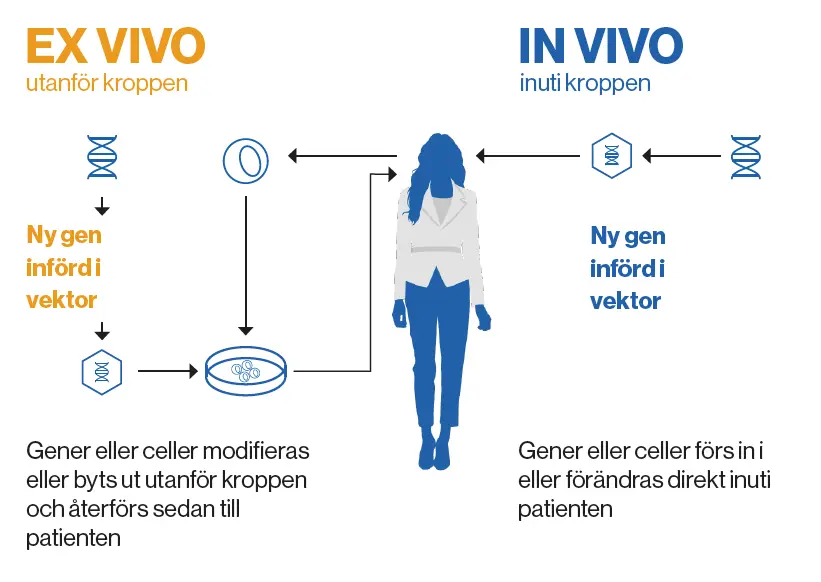 Förenkling av hur processen för behandling med cell- och genterapier går till, i och utanför kroppen. Illustration.