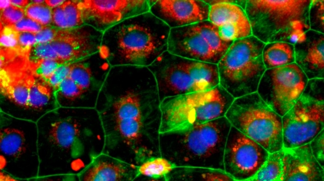 Cell och genterapier. Illustration.